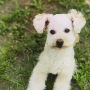 Meet your Posher, Roderick